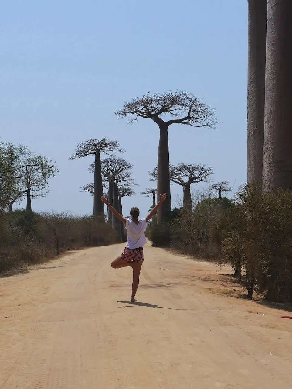 allee baobabs madagascar