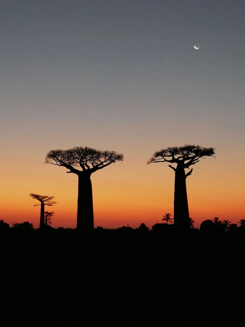 coucher de soleil baobabs