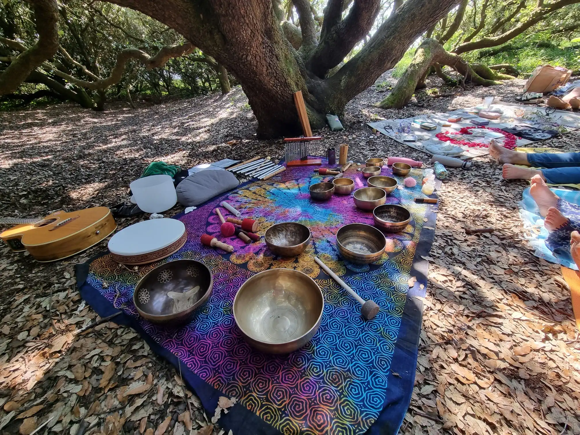 voyage sonore dans une forêt